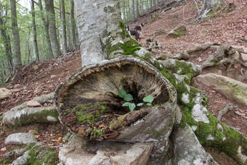 Malformaci&oacute;n en &aacute;rbol