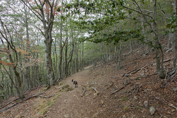Subiendo al Matagalls desde Sant Mar&ccedil;al