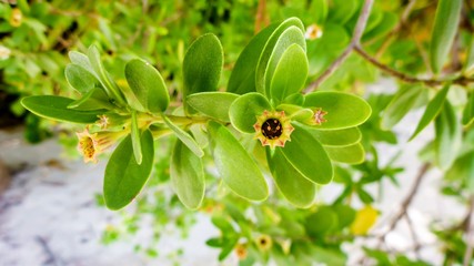 Cute flowers and green leaves, Maldives.
