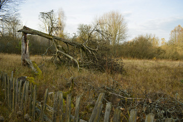 Obraz premium Bialowieza Forest Reserve. The Belarusian section