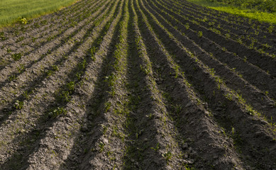 Young potato on soil cover. Plant close-up. The green shoots of young potato plants sprouting from...