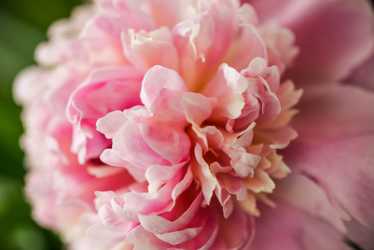 Fototapeta Blurred pink peony petals closely in soft light. Blossoming peony macro for prints, posters, design, covers, wallpapers, birthday cards. Nice garden flower. Spring and summer plants. Artistic photo