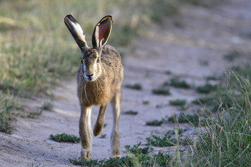 hare running along the road