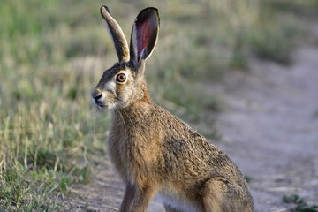 Naklejka premium hare on the road