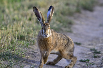confused hare © Krzysztof