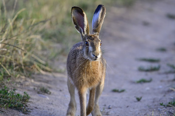 Fototapeta premium hare in the wild