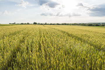 Young green wheat ears on a beautiful grain fields with a cloudy sky in a sunset. Ripening ears wheat. Agriculture. Growing a natural product.