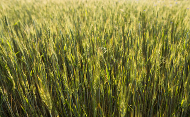 Young green wheat ears on a beautiful grain fields. Ripening ears wheat. Agriculture. Growing a natural product.