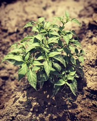 Baby Chili plant focused
