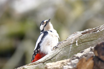 Buntspecht auf Nahrungssuche