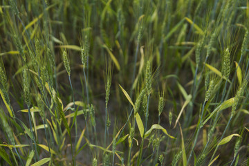 Young green Barley field agriculture with a sunset sky. Natural product. Agricaltural landscape.