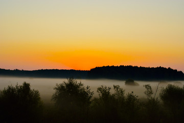 Dawn. fog. Bialowieza forest reserve. the Belarusian section