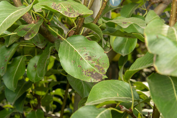 Disease of leaves and vines of pears close-up of damage to rot and parasites. The concept of protection of industrial pear garden