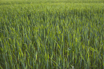 Young green Barley field agriculture with a sunset sky. Natural product. Agricaltural landscape.