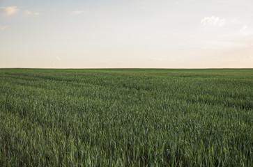 Young green Barley field agriculture with a sunset sky. Natural product. Agricaltural landscape.