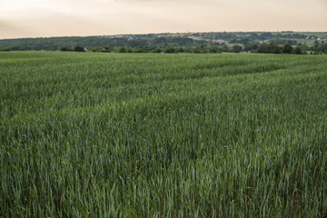 Young green Barley field agriculture with a sunset sky. Natural product. Agricaltural landscape.