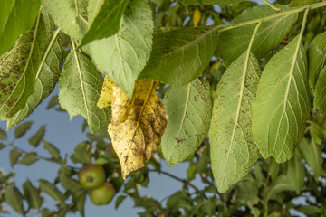 Obraz premium Parasitic defeat of tree and fruit pear close up. The concept of protecting an orchard from pests