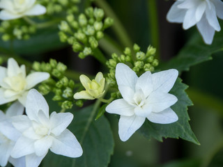 Obraz premium OLYMPUS DIGITAL CAMERA