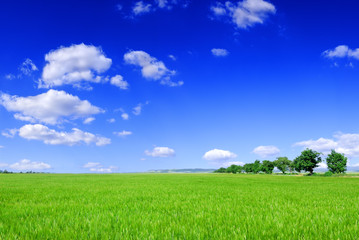Spring landscape, view of green field and the blue sky