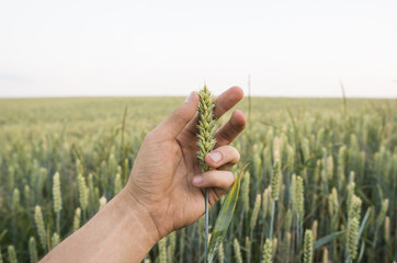 Close-up of man hand touching holding crops, young green wheat ears on a field in sunset. Close up...