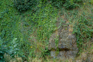 Rock cliff overgrown with ivy