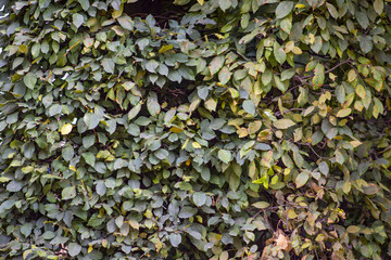 Background of yellowing leaves on a tree