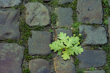 Overgrown with grass paving stones