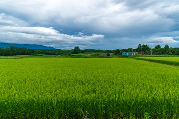 Obraz premium 御牧原