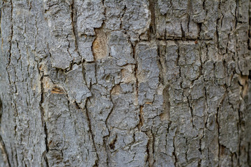 Tree trunk with damaged bark