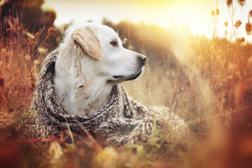 Hund liegt mit Schal zwischen braunem Gras in der Sonne