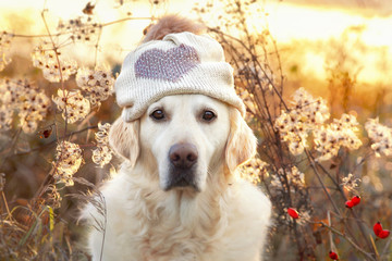 Hund sitzt im Gras mit Mütze auf dem Kopf