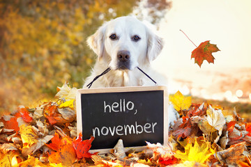 Hund sitzt zwischen vielen bunten Blättern im Herbst und trägt Tafel im Maul - obrazy, fototapety, plakaty