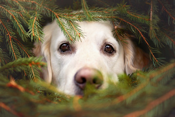 Hund liegt versteckt zwischen Tannenzweigen im Wald