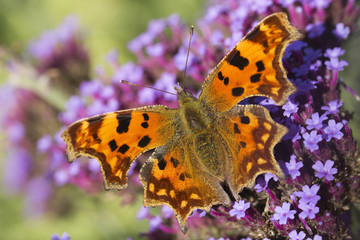 Comma (Polygonia C-Album) Butterfly on Verbena bonariensis