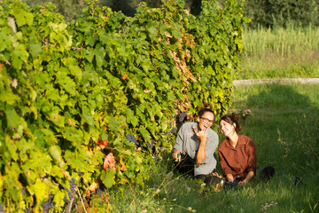 girls cutting the grapes during harvesting time