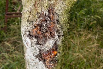 Disease of leaves and peach vines close-up of damage to rot and parasites. The concept of...