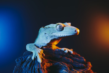 Crested Gecko Portraits