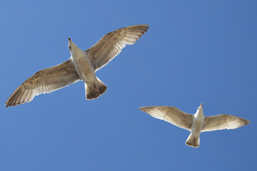 2 birds in flight