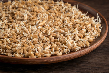 Sprouted wheat seeds in a clay plate