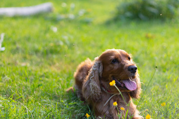 English cocker spaniel dog lying on the grass