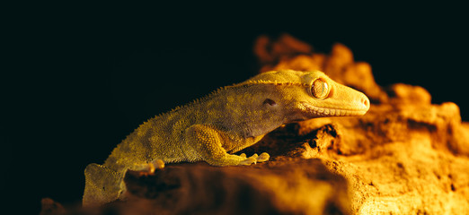Crested Gecko Portraits