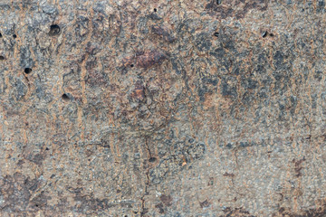 texture of bark wood use as natural. background concept. Free space for text.