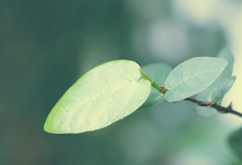 green leaf background