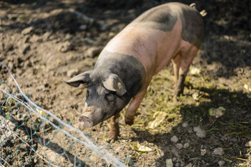 Fototapeta na wymiar pig in the mud