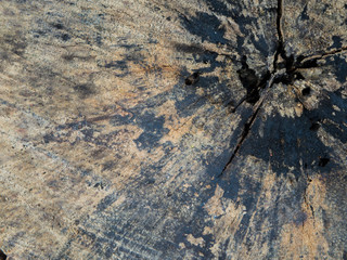 Wood texture of cut tree trunk close-up