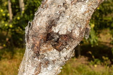 Disease of leaves and peach vines close-up of damage to rot and parasites. The concept of...