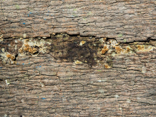 texture of bark wood use as natural. background concept. Free space for text.