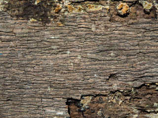 texture of bark wood use as natural. background concept. Free space for text.