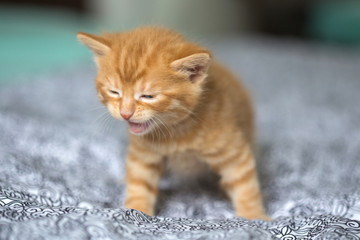 Chaton