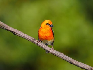Red Fody Bird perching in natural habitat